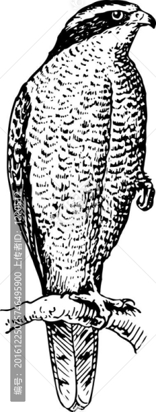 蒼鷹Accipiter,gentilis