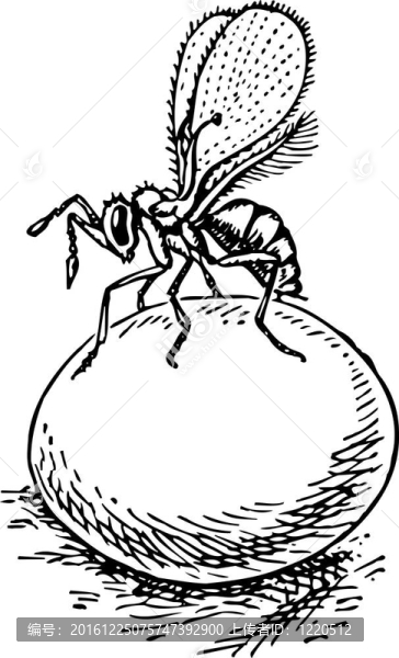 Stingless,wasp（赤眼蜂）