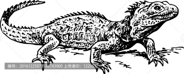 Tuatara（屬）