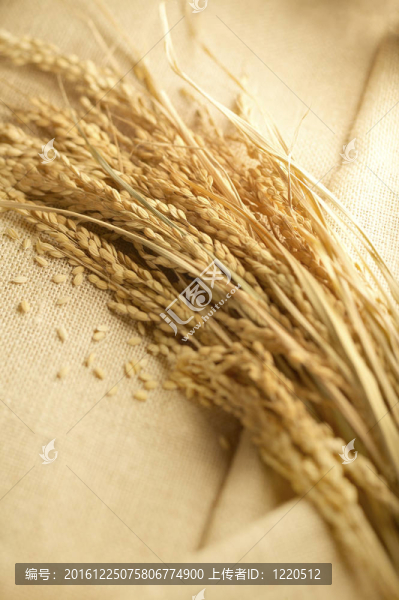 小麥鋪在亞麻布上