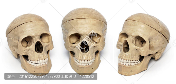 顱骨模型