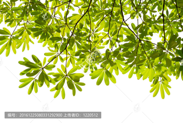 白底綠葉