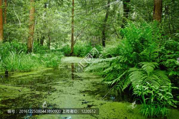 沼澤與沼澤景觀
