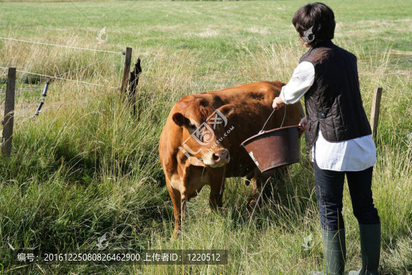 農(nóng)夫給牛一些水喝