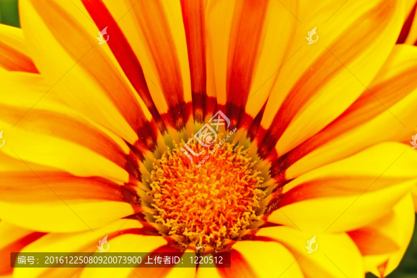 勛章菊
