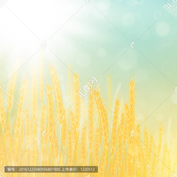 麥田