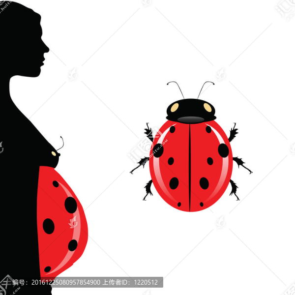 孕婦腹部和插圖的瓢蟲