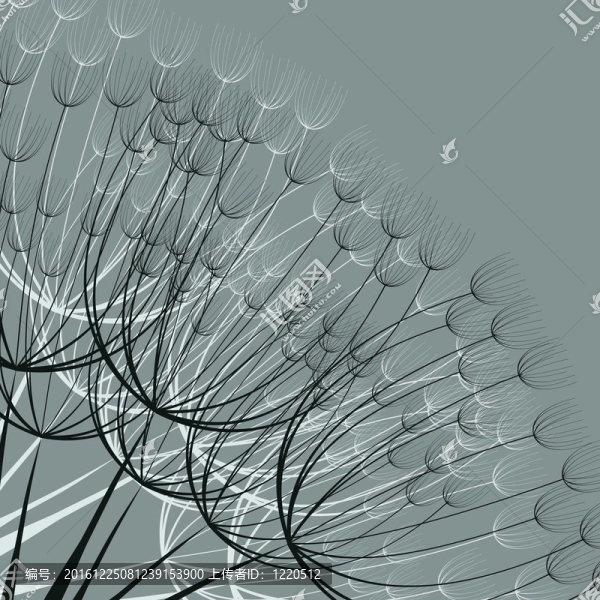 在風(fēng)中輕輕的蒲公英。圖。