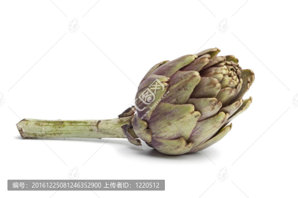 新鮮的朝鮮薊
