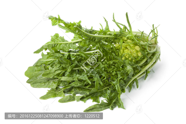 新鮮蔬菜puntarelle