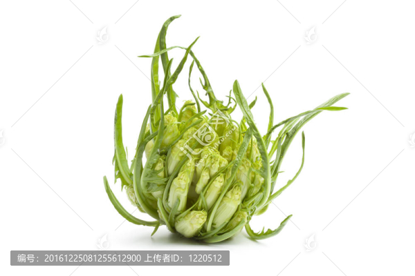 新鮮蔬菜puntarelle
