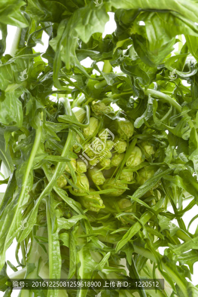 該puntarelle菜心