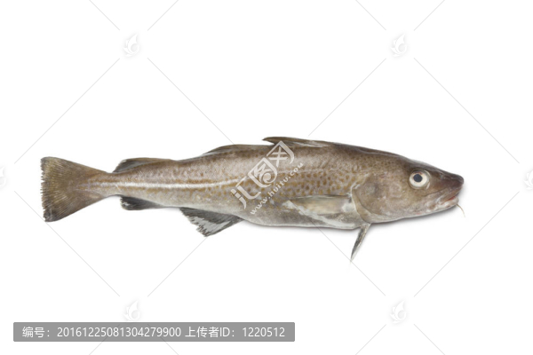 新鮮大西洋鱈魚