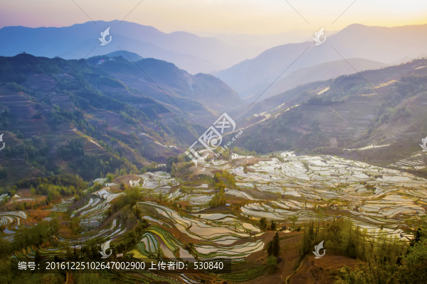 云南元陽梯田