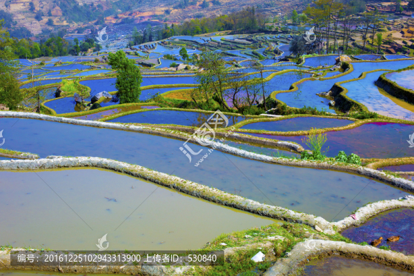 云南元陽梯田美麗壯觀的風景