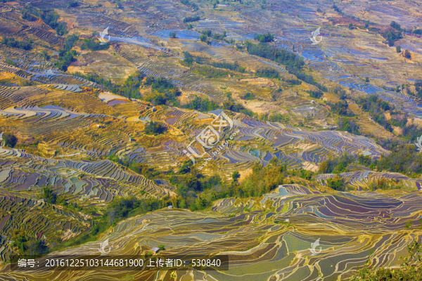 云南元陽梯田美麗壯觀的風(fēng)景