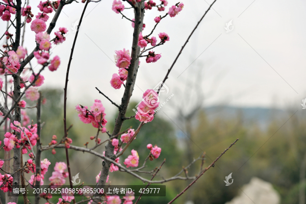 桃花盛開(kāi)