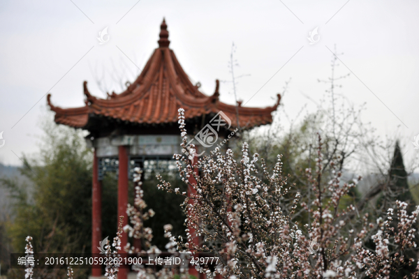 亭子,春天公園