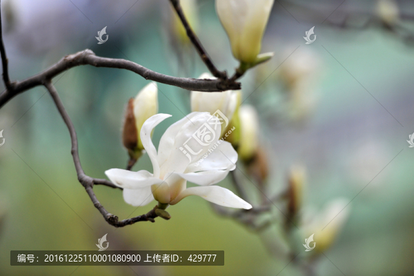 白玉蘭