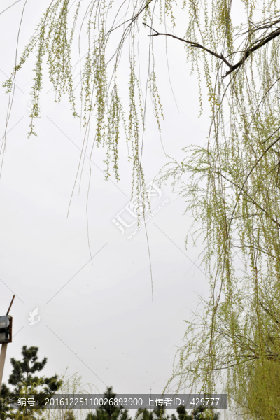 柳樹發(fā)芽