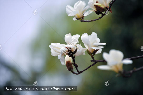 玉蘭花