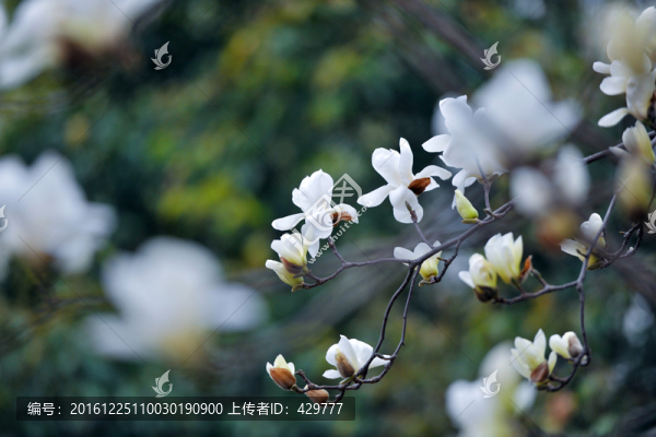 玉蘭花