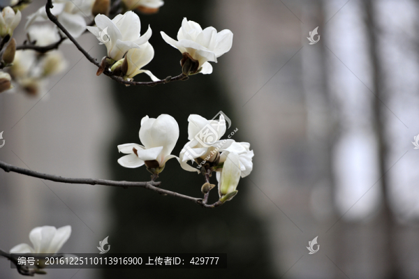 玉蘭花