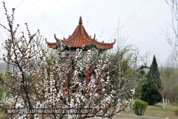 櫻花盛開