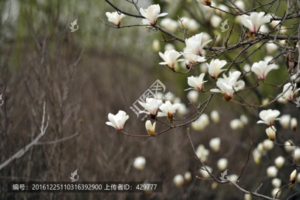 玉蘭花,,景觀樹
