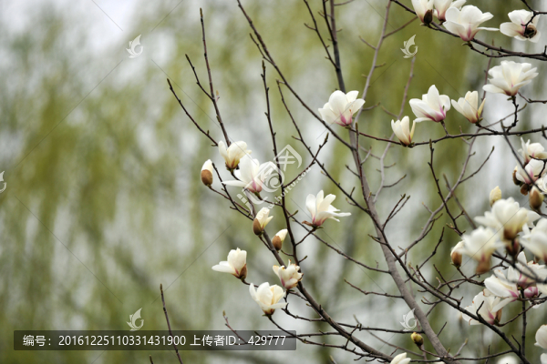 玉蘭樹(shù),,玉蘭花