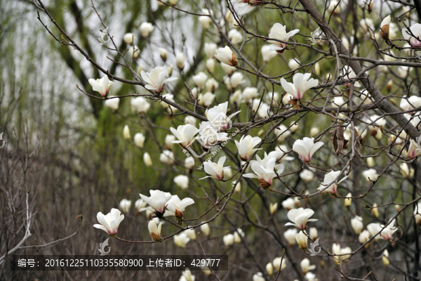 玉蘭,,白玉蘭,,玉蘭花開(kāi)