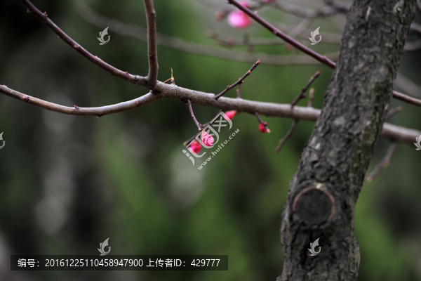 花骨朵,,發(fā)芽