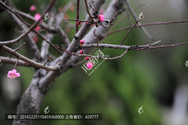 桃樹,,,桃花盛開