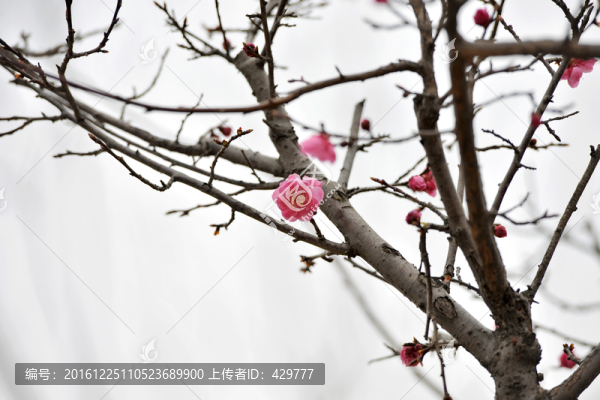 花,,,桃花