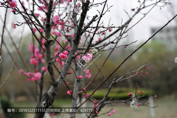 春天