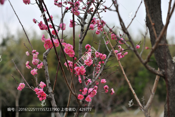 桃樹盛開