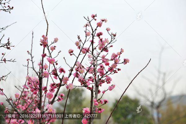 春天園林,,,桃花盛開