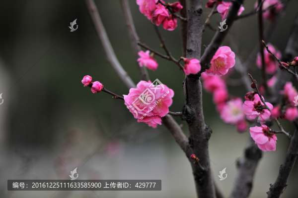 桃花素材