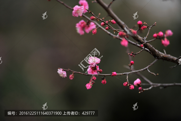 桃樹(shù)枝,,桃花園