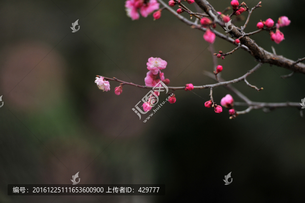 紅色花,,花背景