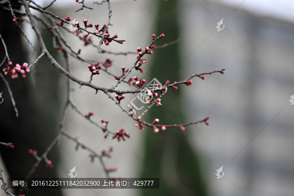 春天公園樹木