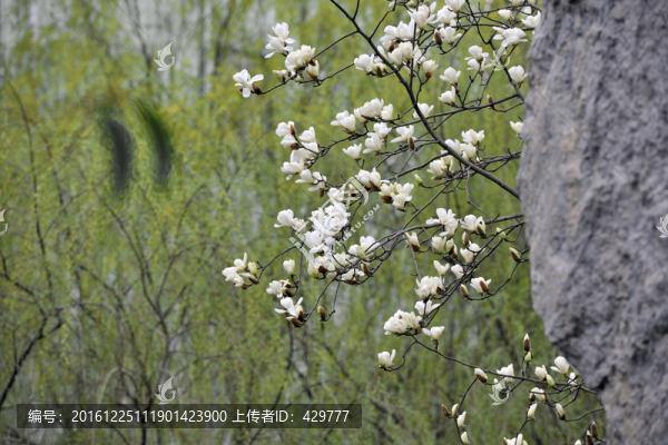 景觀樹,,玉蘭花開