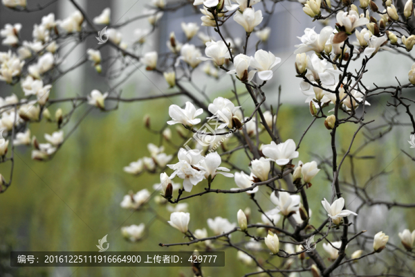 玉蘭花開,,春暖花開