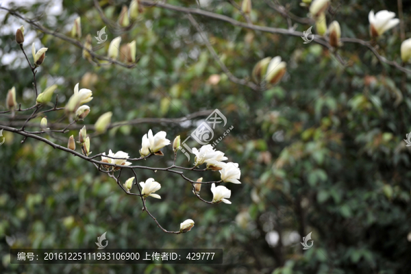 景觀樹,,春天花開