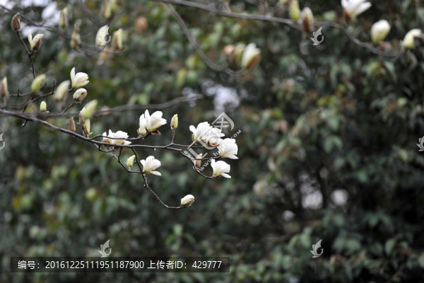 白色玉蘭花