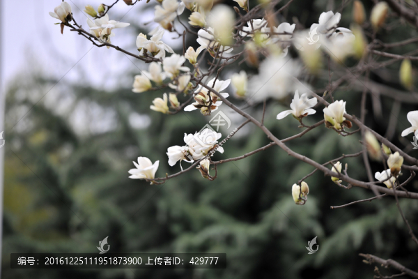 玉蘭花