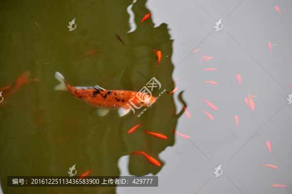 金魚,,紅鯉魚
