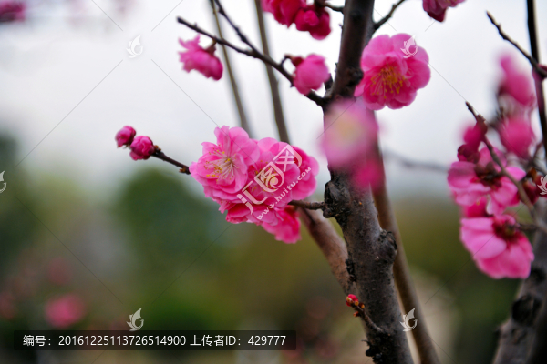 觀賞桃花