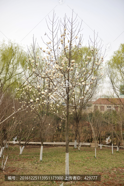 春天,公園