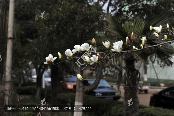 一支玉蘭花